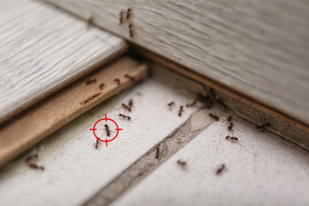 Best Best Pest Control Companies  in Tualatin, OR