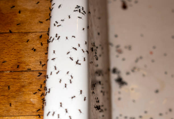 Best Bed Bug Extermination  in Tualatin, OR