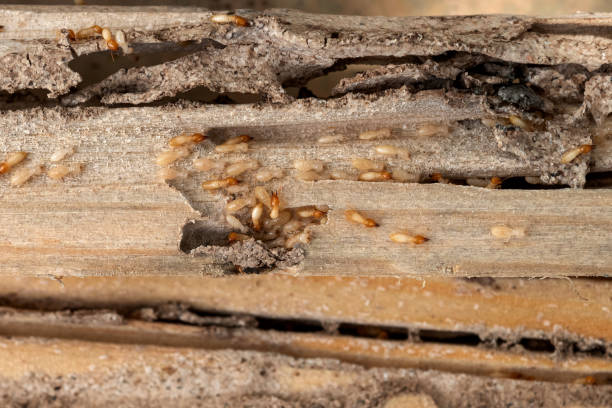 Best Pest Control Near Me  in Tualatin, OR
