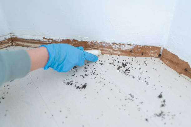 Best Flea Control Services  in Tualatin, OR